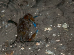 Image of rugose swimming crab