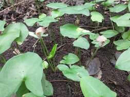 صورة Arisarum vulgare subsp. clusii (Schott) K. Richt.