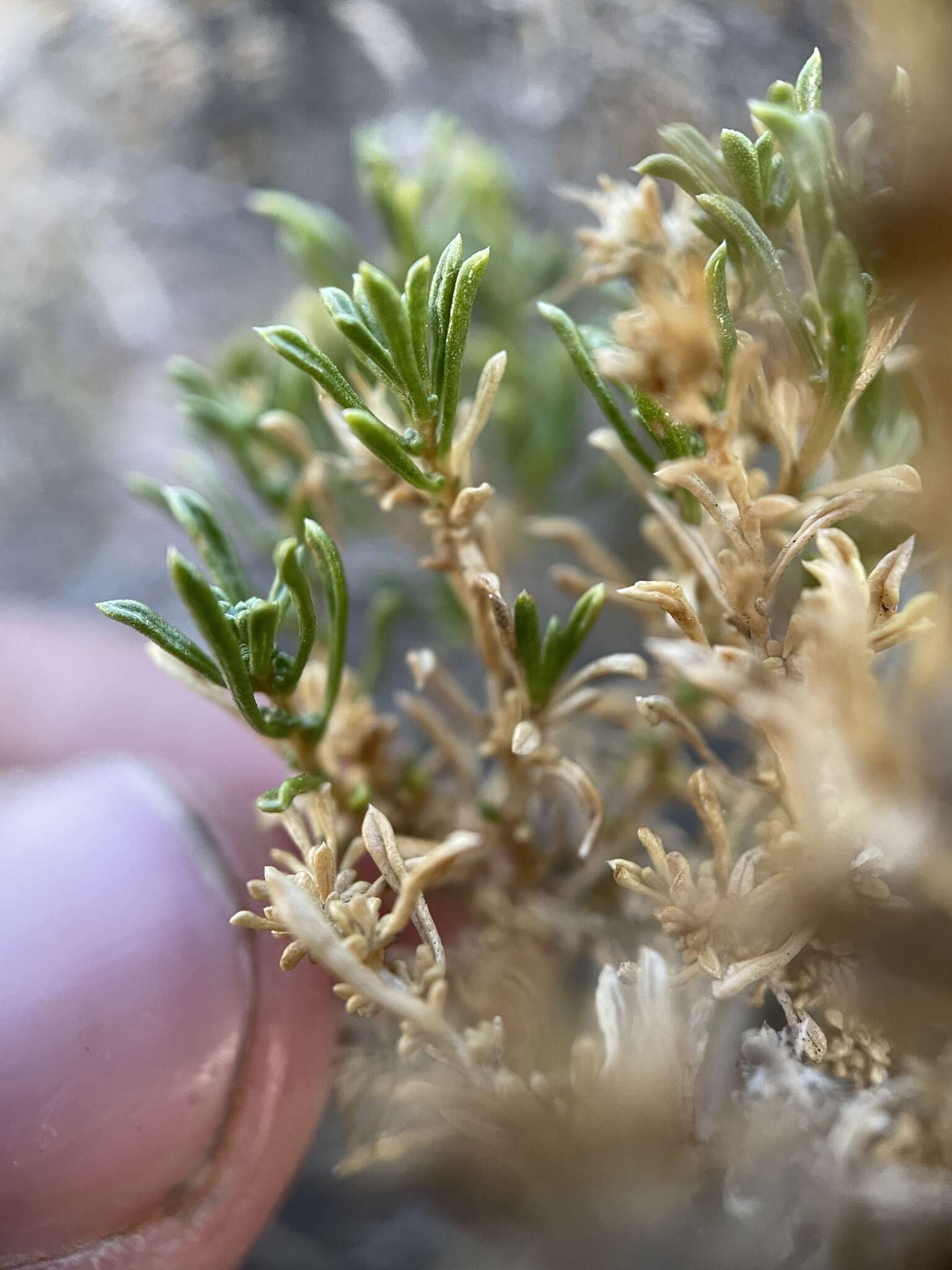 Image of dwarf goldenbush