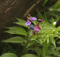 Image of spring pea