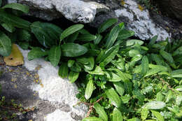 Rumex neglectus T. Kirk resmi