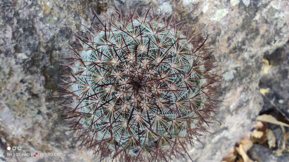 Image de Mammillaria rekoi (Britton & Rose) Vaupel