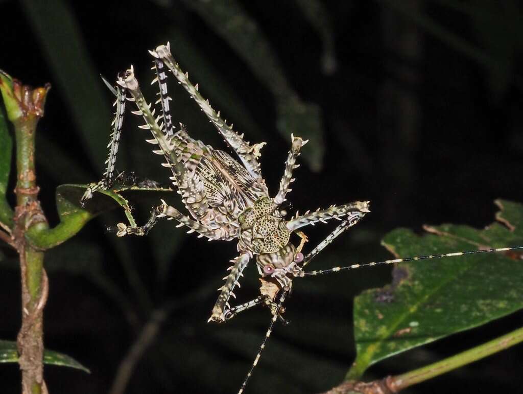 Sivun Phricta spinosa Redtenbacher 1892 kuva