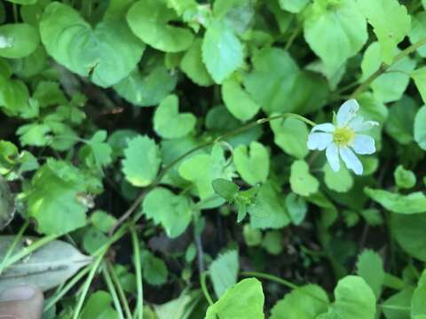 Imagem de Fragaria iinumae Makino