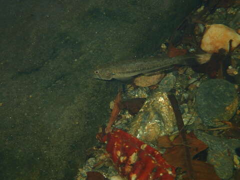 Plancia ëd Stenogobius yateiensis Keith, Watson & Marquet 2002