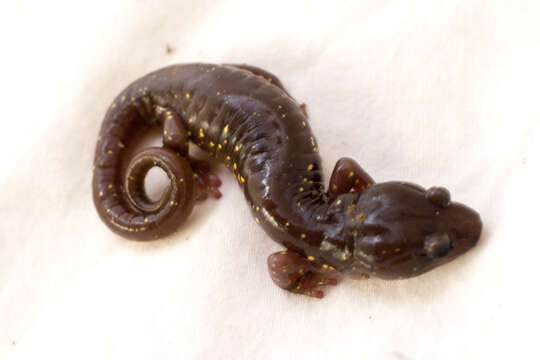 Image of Arboreal Salamander