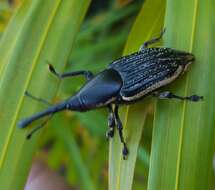 Image de Aphiocephalus limbatus (Olivier & A. G. 1791)