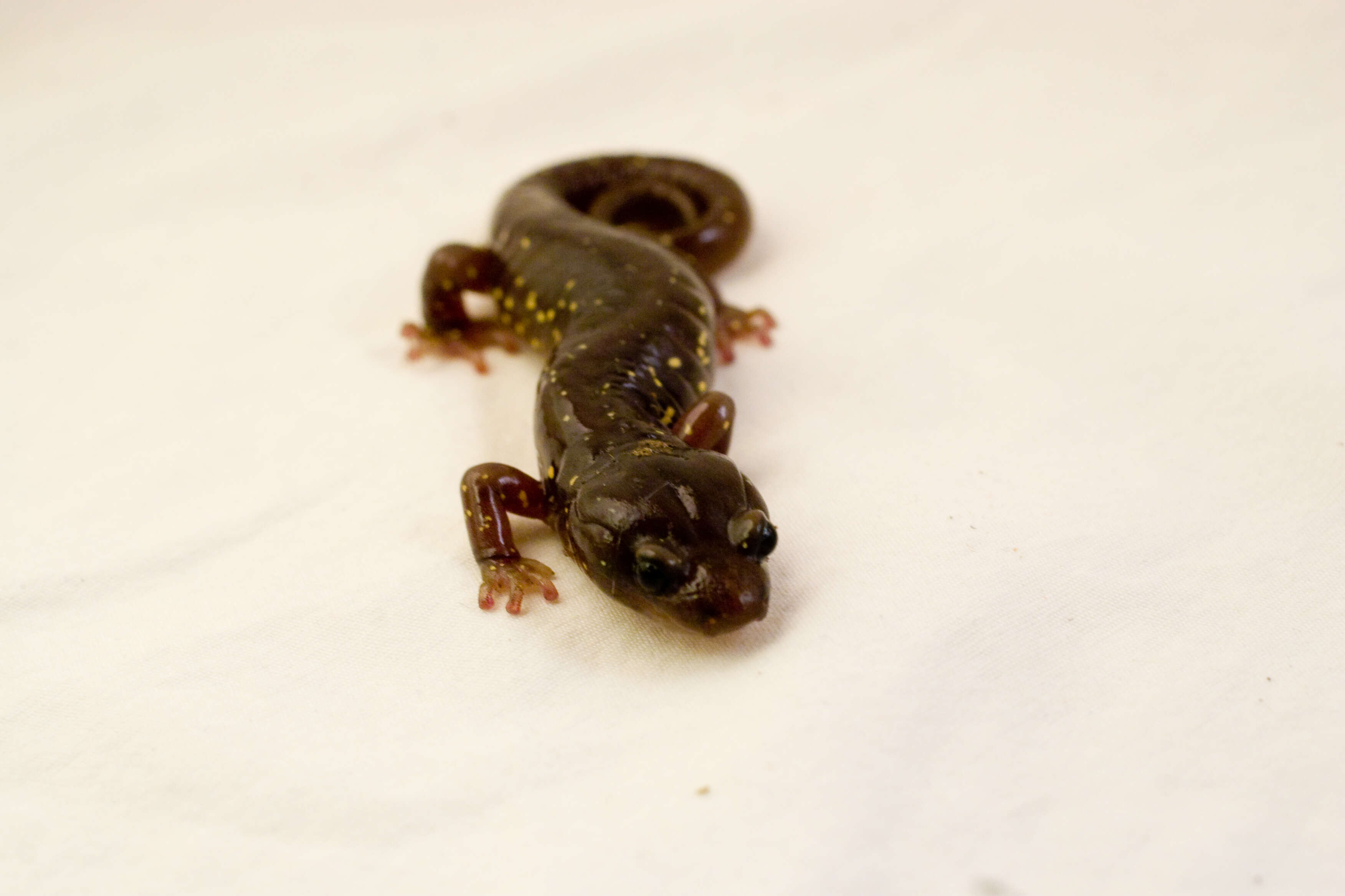 Image of Arboreal Salamander