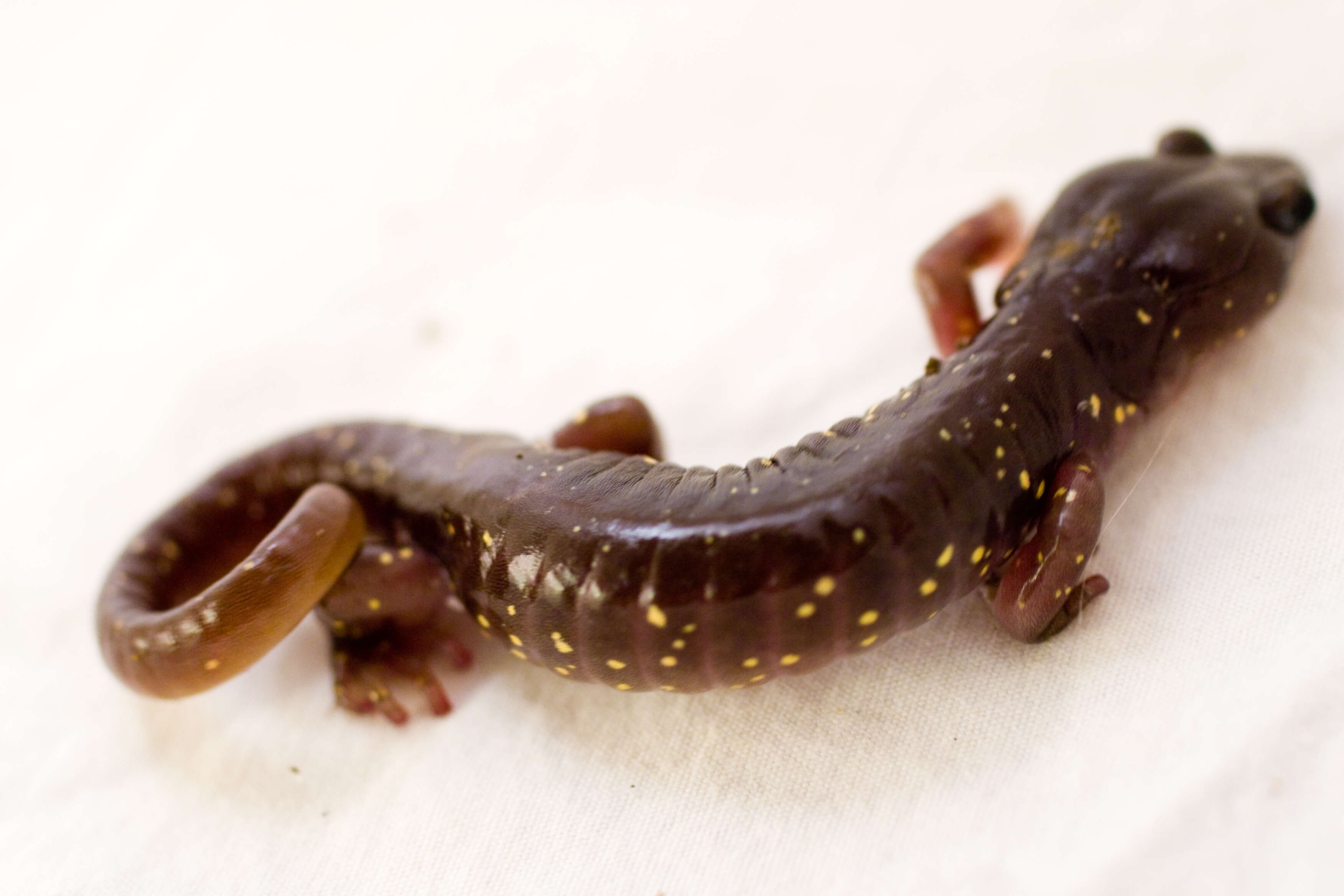 Image of Arboreal Salamander