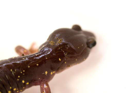 Image of Arboreal Salamander