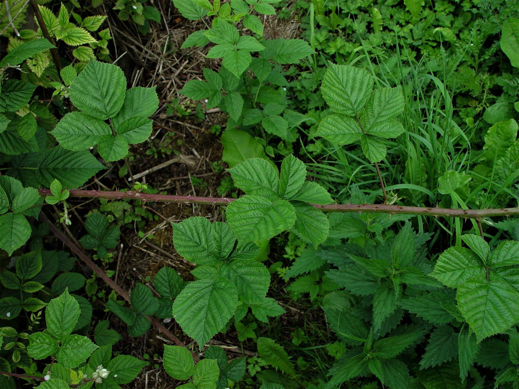 Plancia ëd Rubus warrenii Sudre