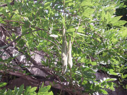 Image of Chinese wisteria