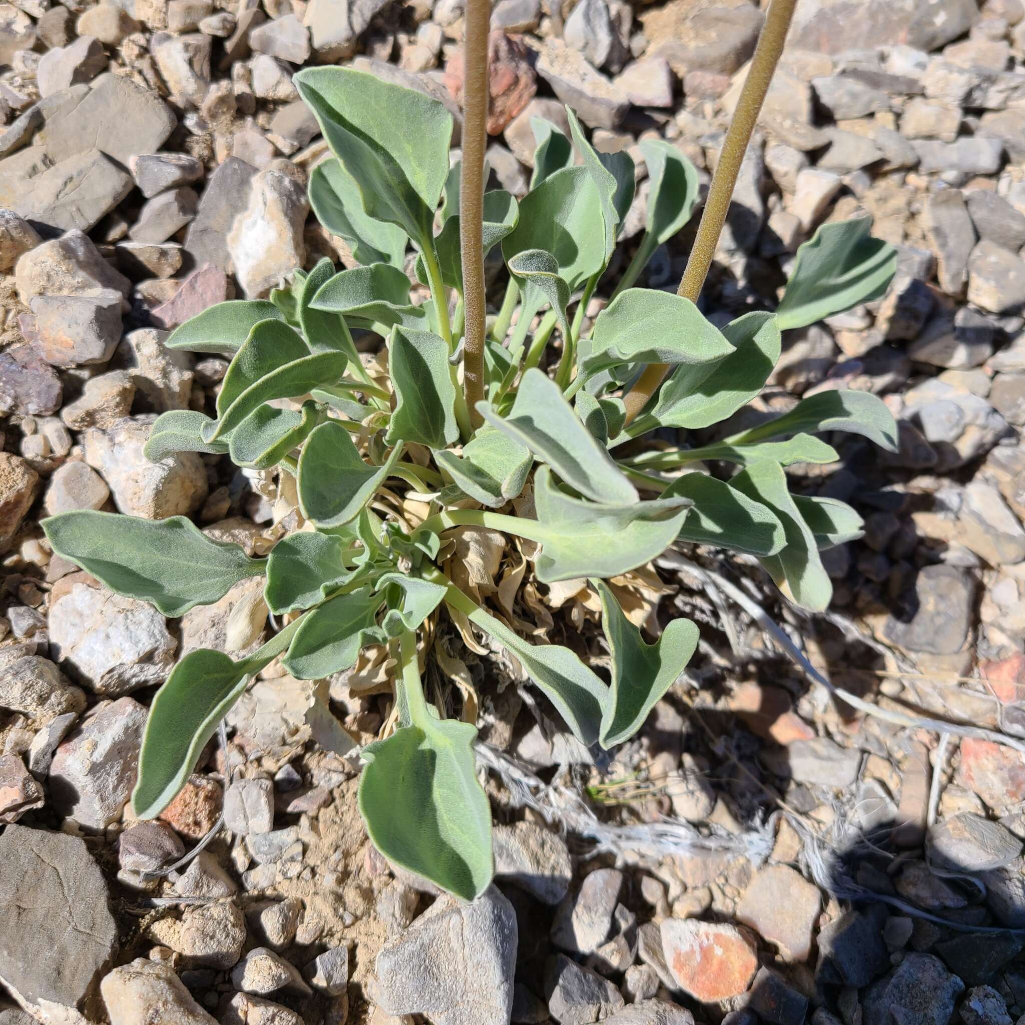 Image of nakedstem sunray