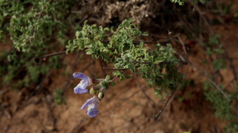 Imagem de Salvia dentata Aiton