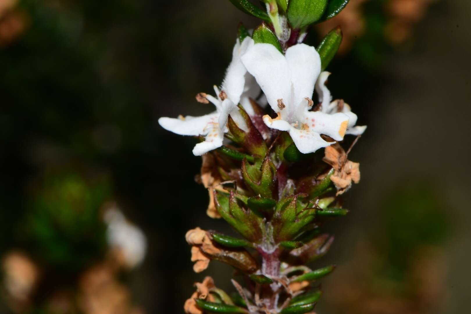 Image de Westringia rubiifolia R. Br.