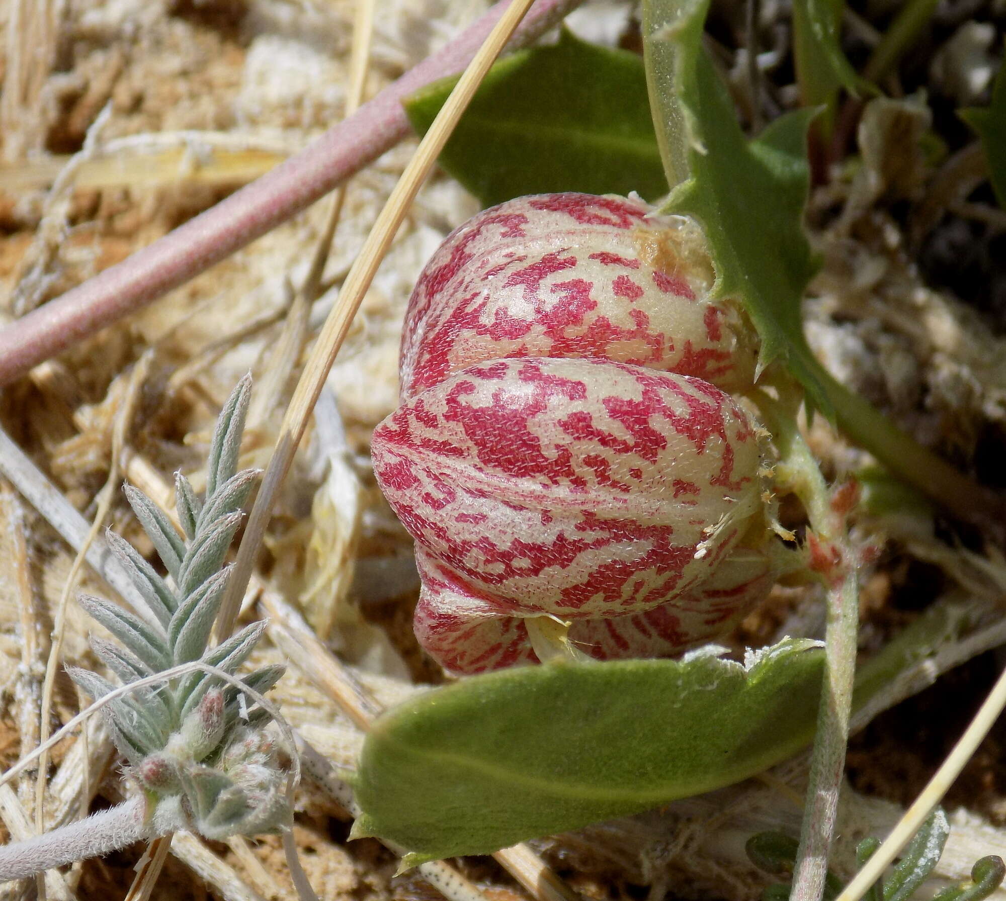 Imagem de Astragalus lentiginosus var. sesquimetralis (Rydb.) Barneby