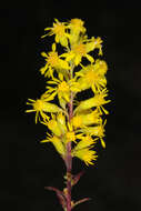 Image of downy goldenrod