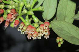 Sivun Macleania rupestris (Kunth) A. C. Sm. kuva