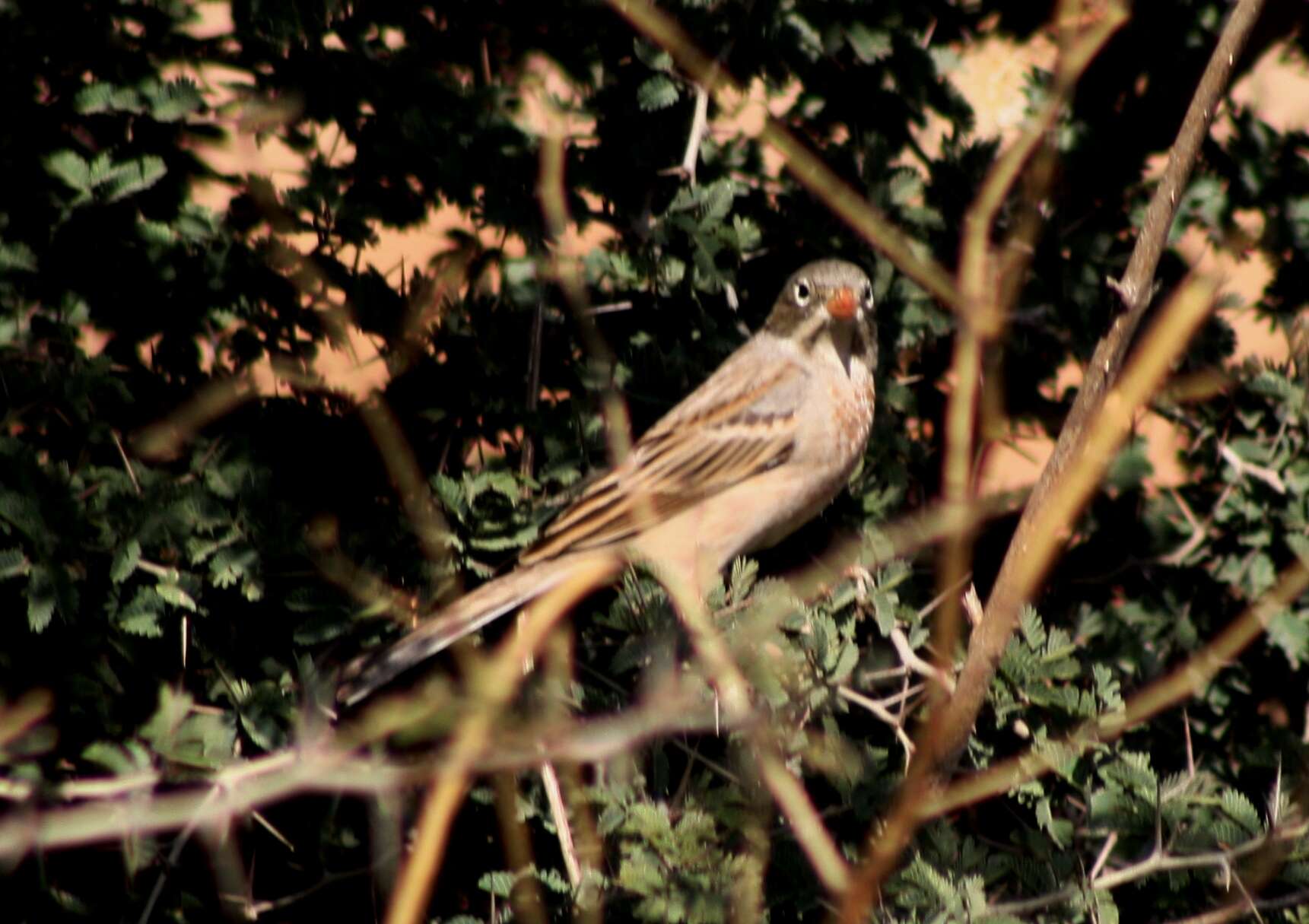 Image of Grey-necked Bunting