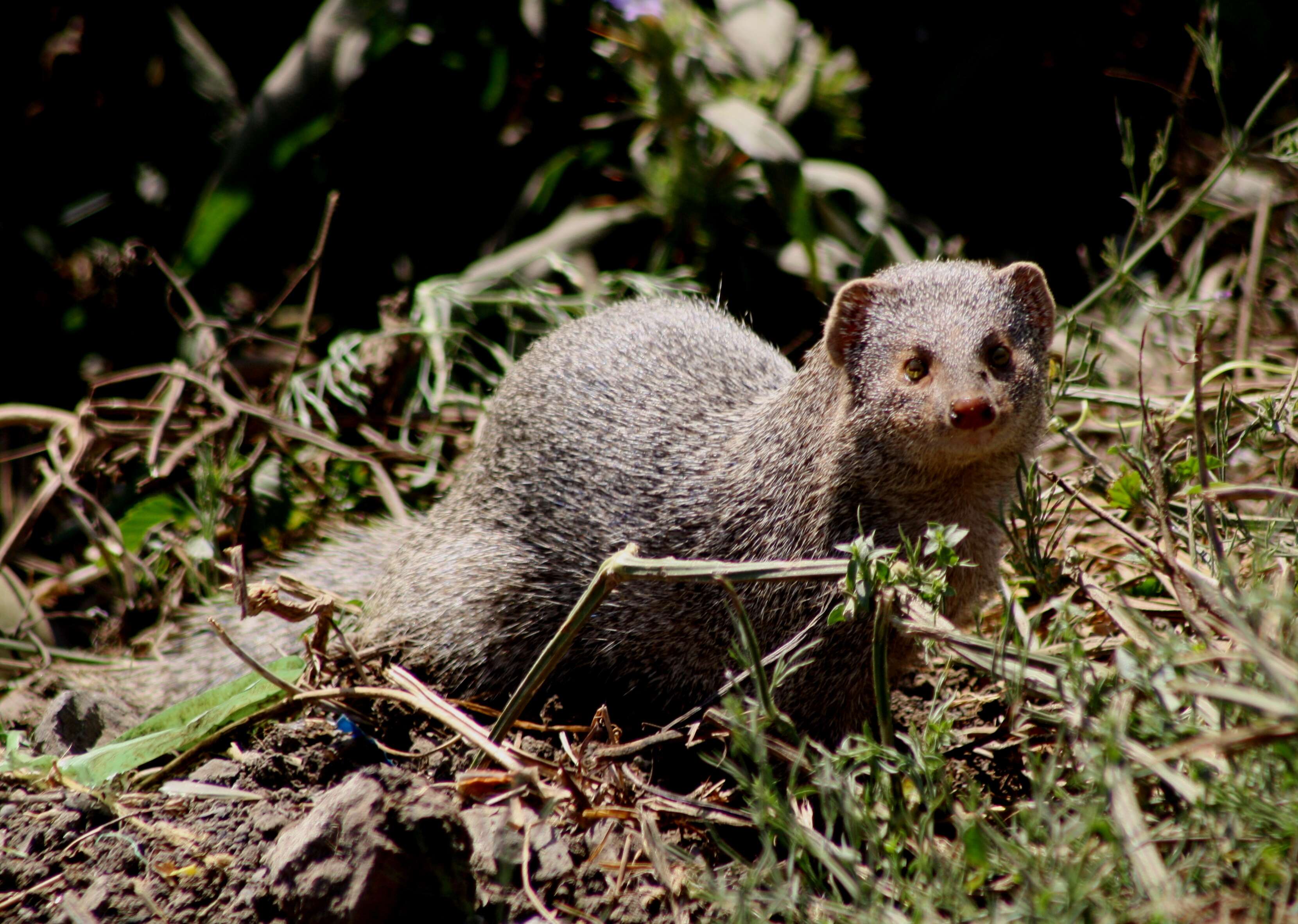 Image of Indian Gray Mongoose