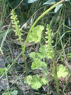 Image of Mignonette orchid