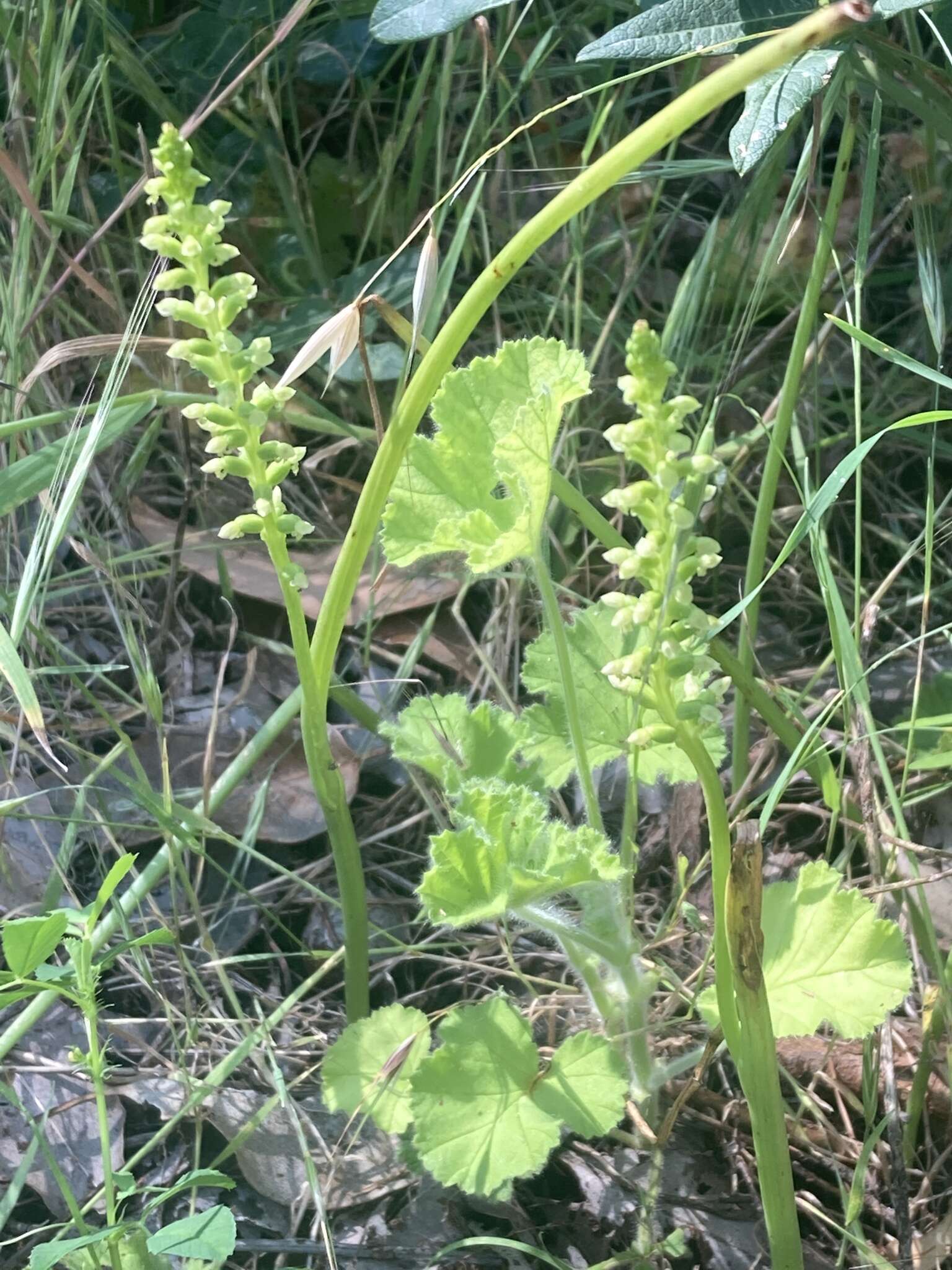 Image of Mignonette orchid