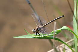 Image of Phanogomphus lividus (Selys 1854)