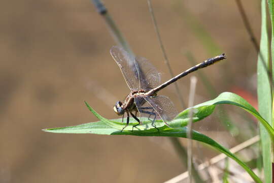 صورة Phanogomphus lividus (Selys 1854)