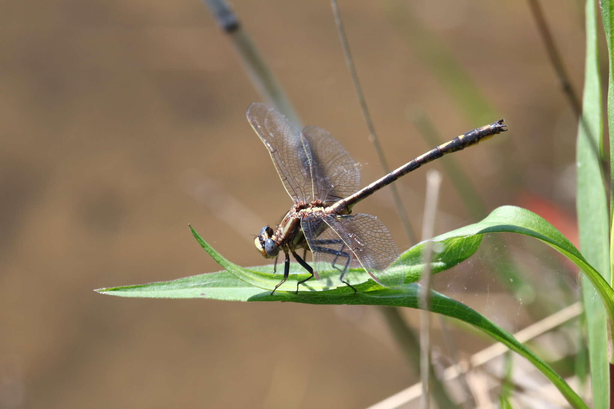 صورة Phanogomphus lividus (Selys 1854)