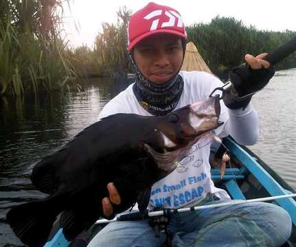 Image of Silver Tiger fish