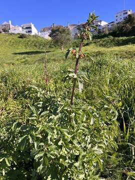 Scrophularia sambucifolia L. resmi