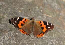 Image of Asian Admiral