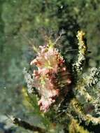 Image of Thorny sea cucumber