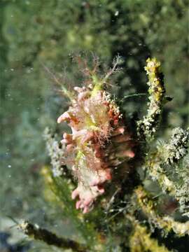 Image of Colochirus quadrangularis Troschel 1846