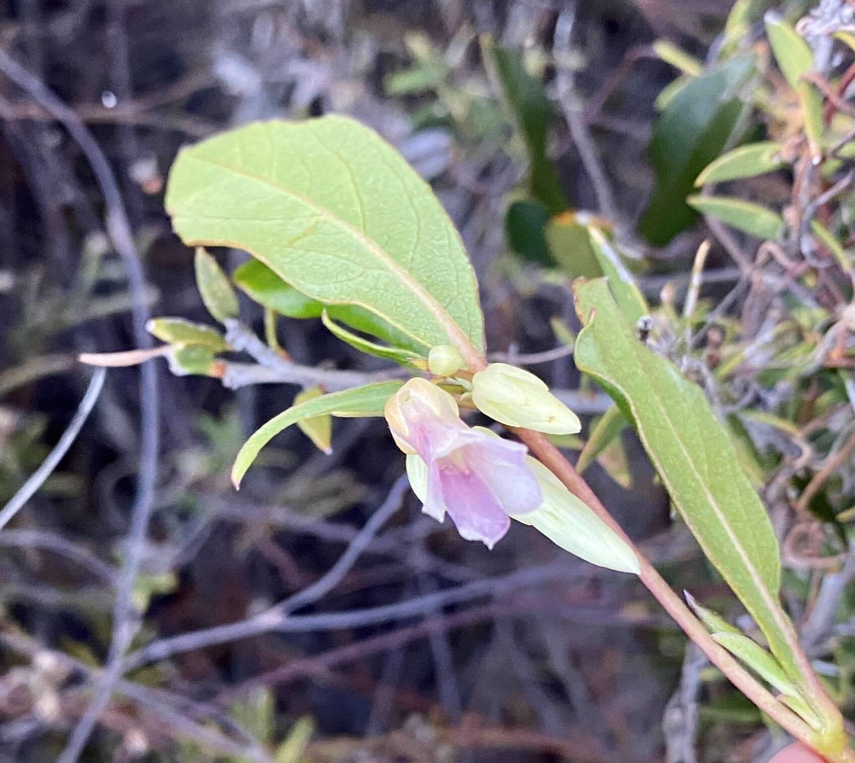 Imagem de Billardiera coriacea Benth.