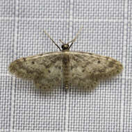 Image de Idaea bonifata Hulst 1887