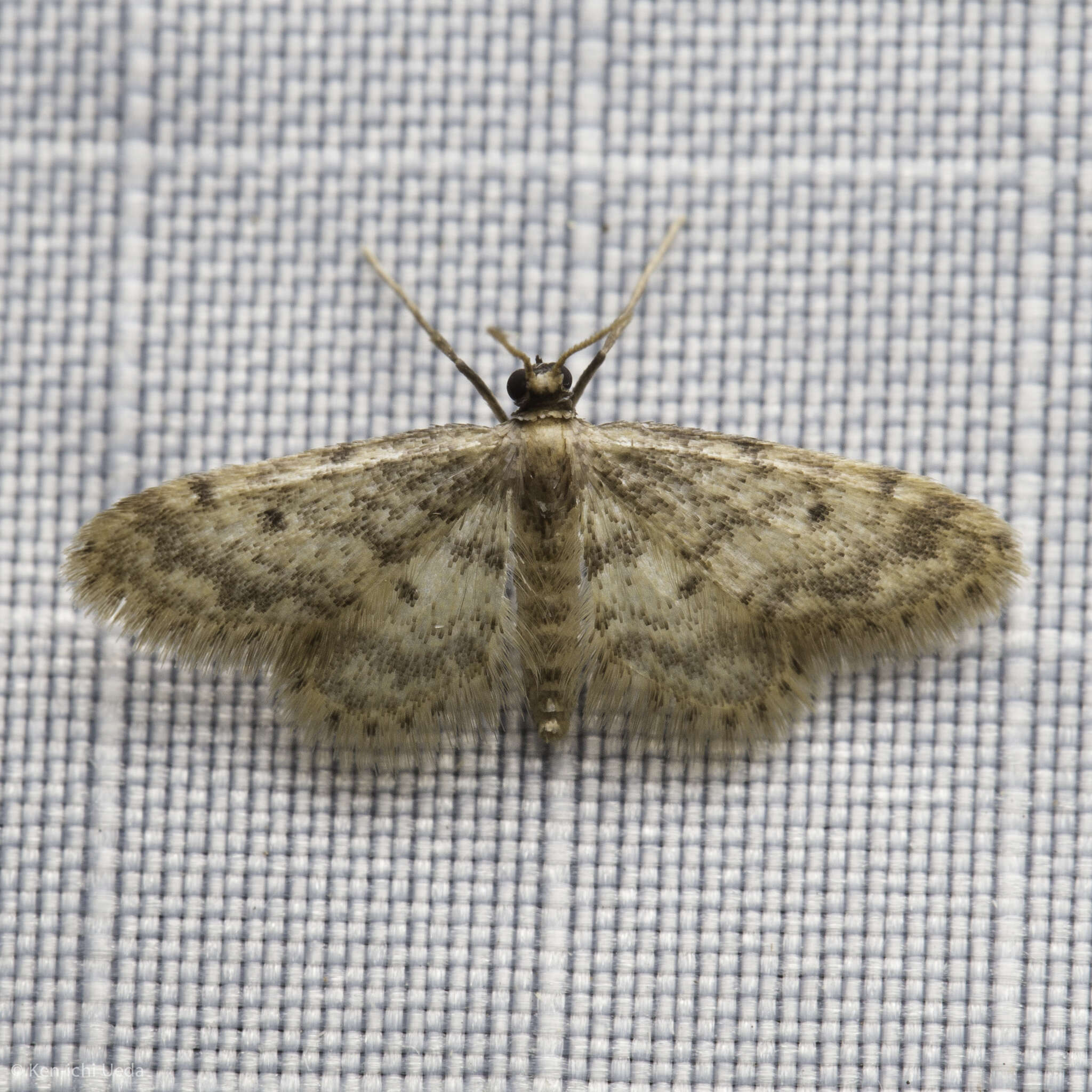 Image of Fortunate Idaea