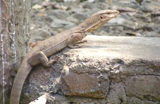 Image of Bengal Monitor Lizard