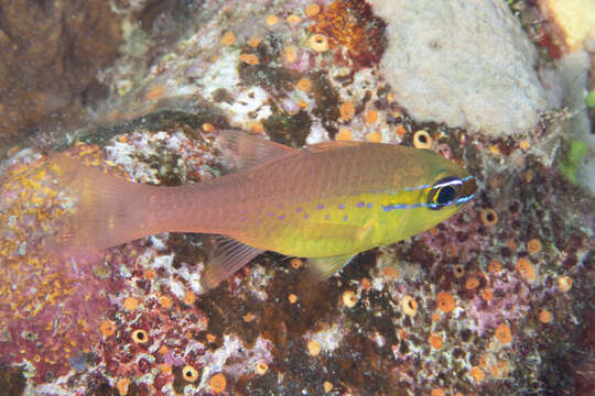 صورة Ostorhinchus apogonoides (Bleeker 1856)