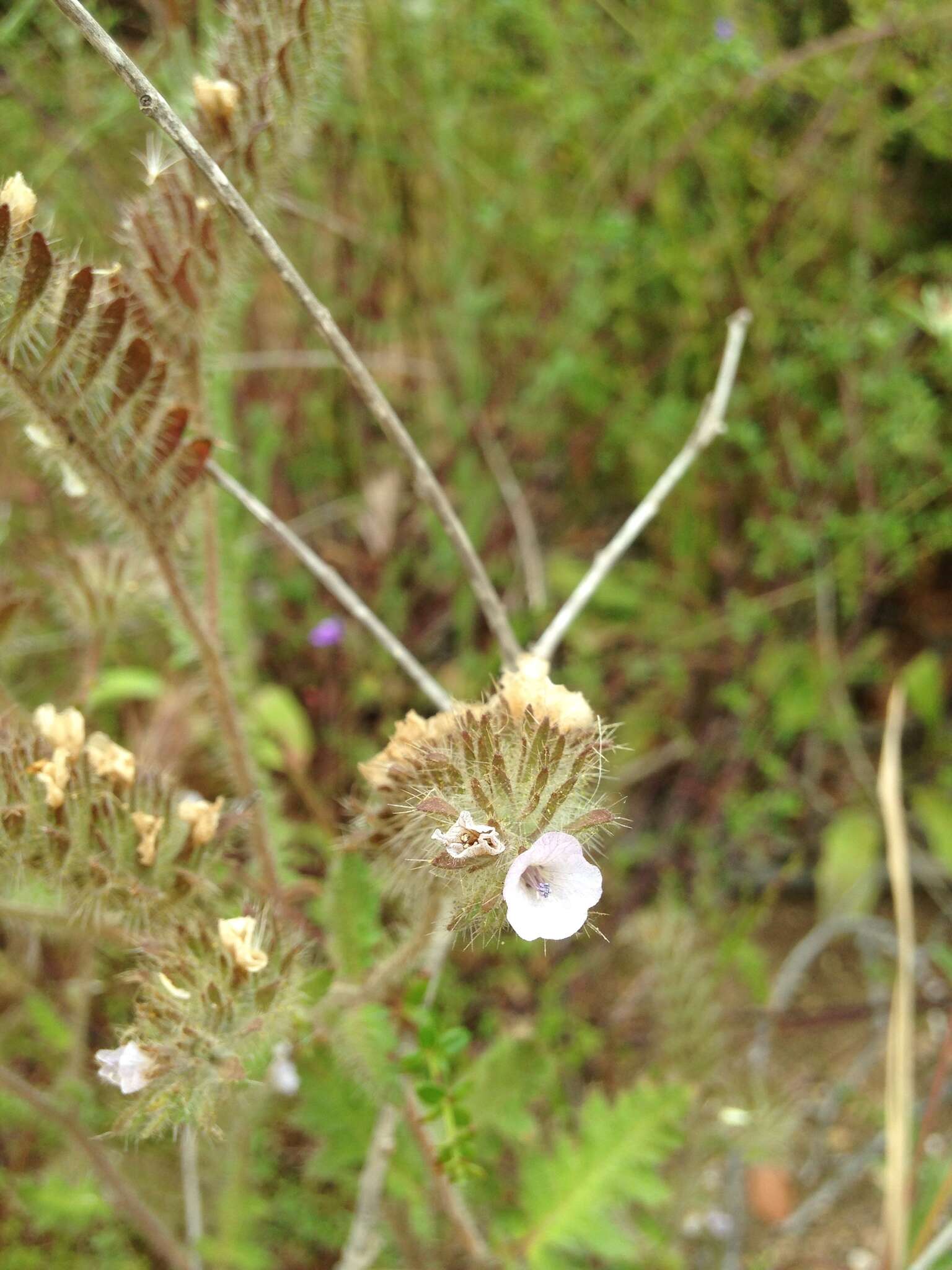 Image de Phacelia hirtuosa A. Gray