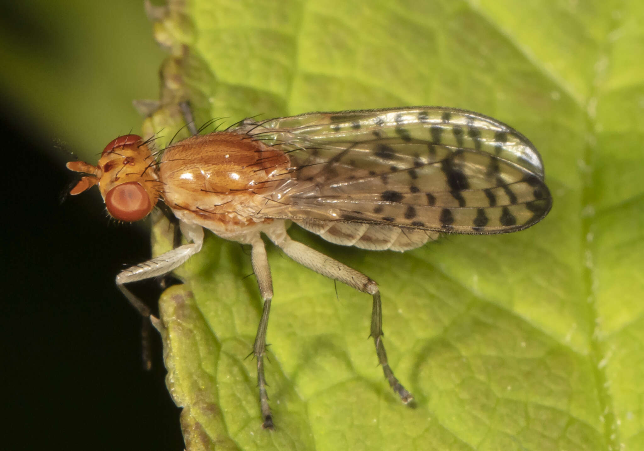 Image de Tetanocera valida Loew 1862