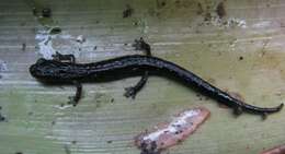 Image of Guatemalan Bromeliad Salamander
