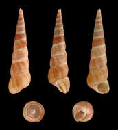 صورة Turritella communis