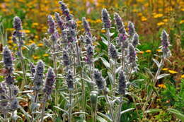 Image of Stachys cretica L.