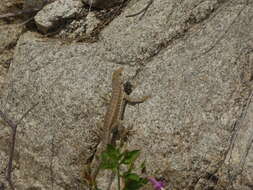 Image of Tiger Pacific Iguana