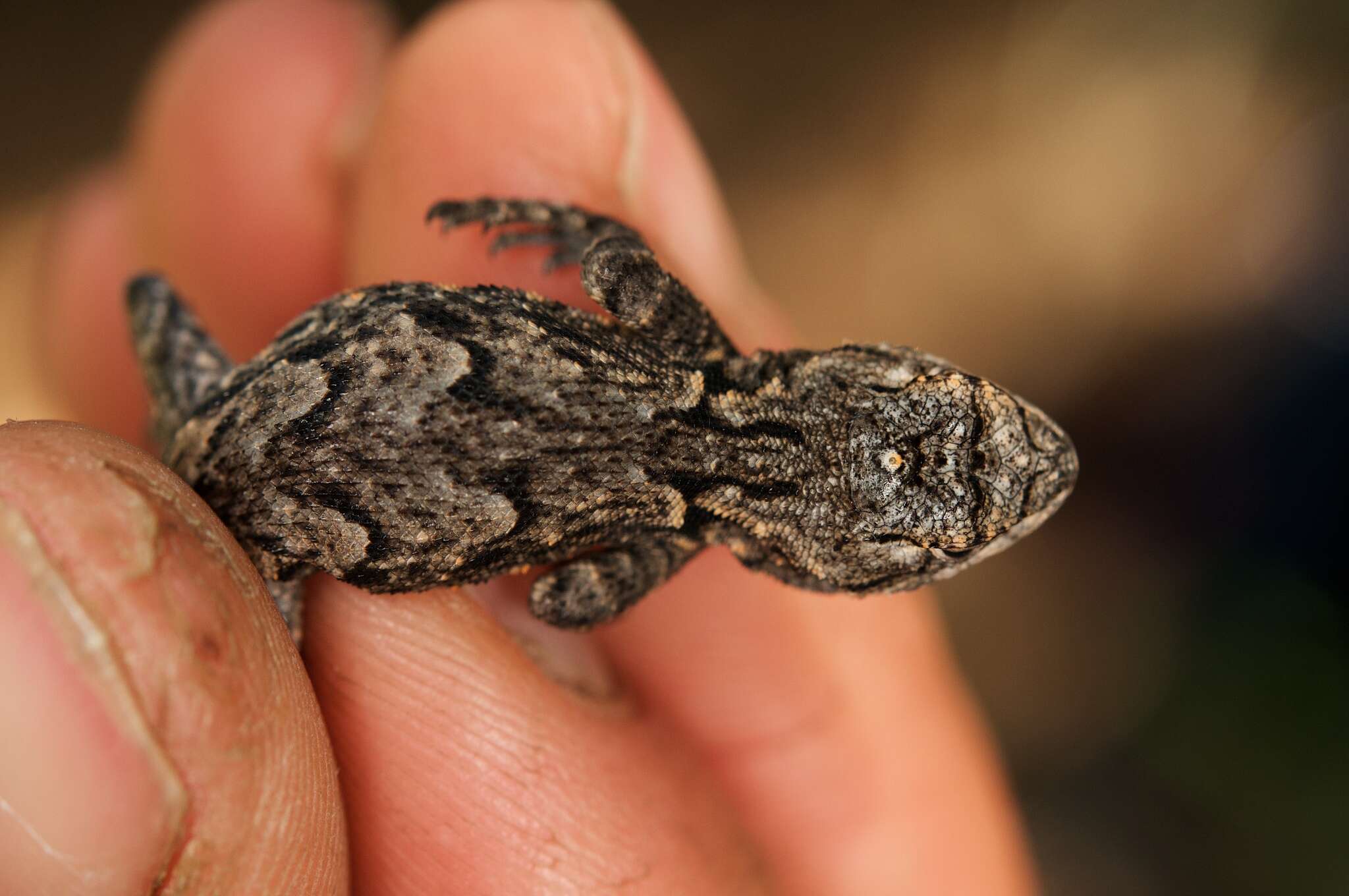 Sceloporus lemosespinali Lara-góngora 2004 resmi