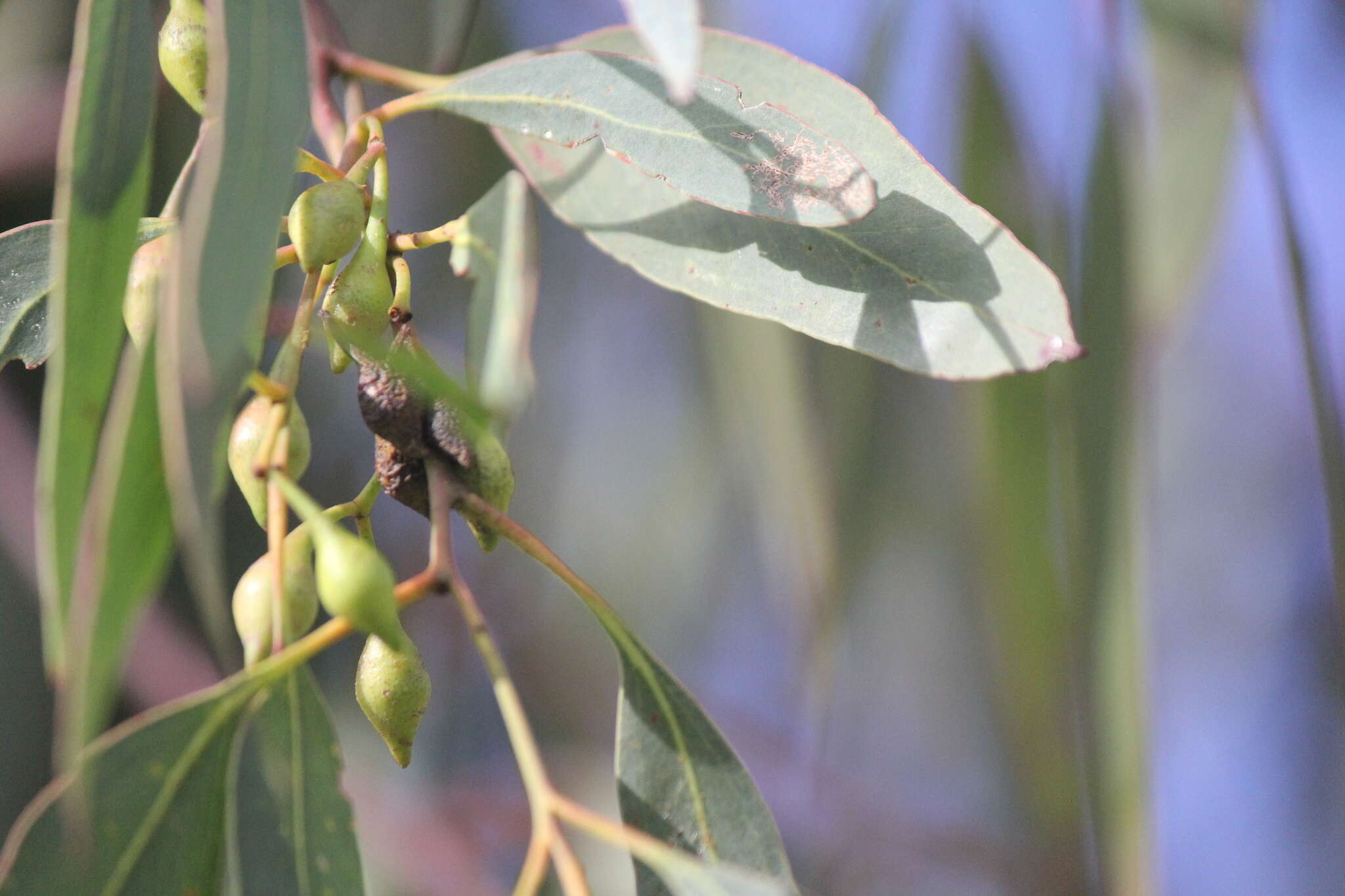 Image de Eucalyptus leucoxylon subsp. leucoxylon