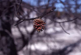 Imagem de Pinus contorta Douglas ex Loudon