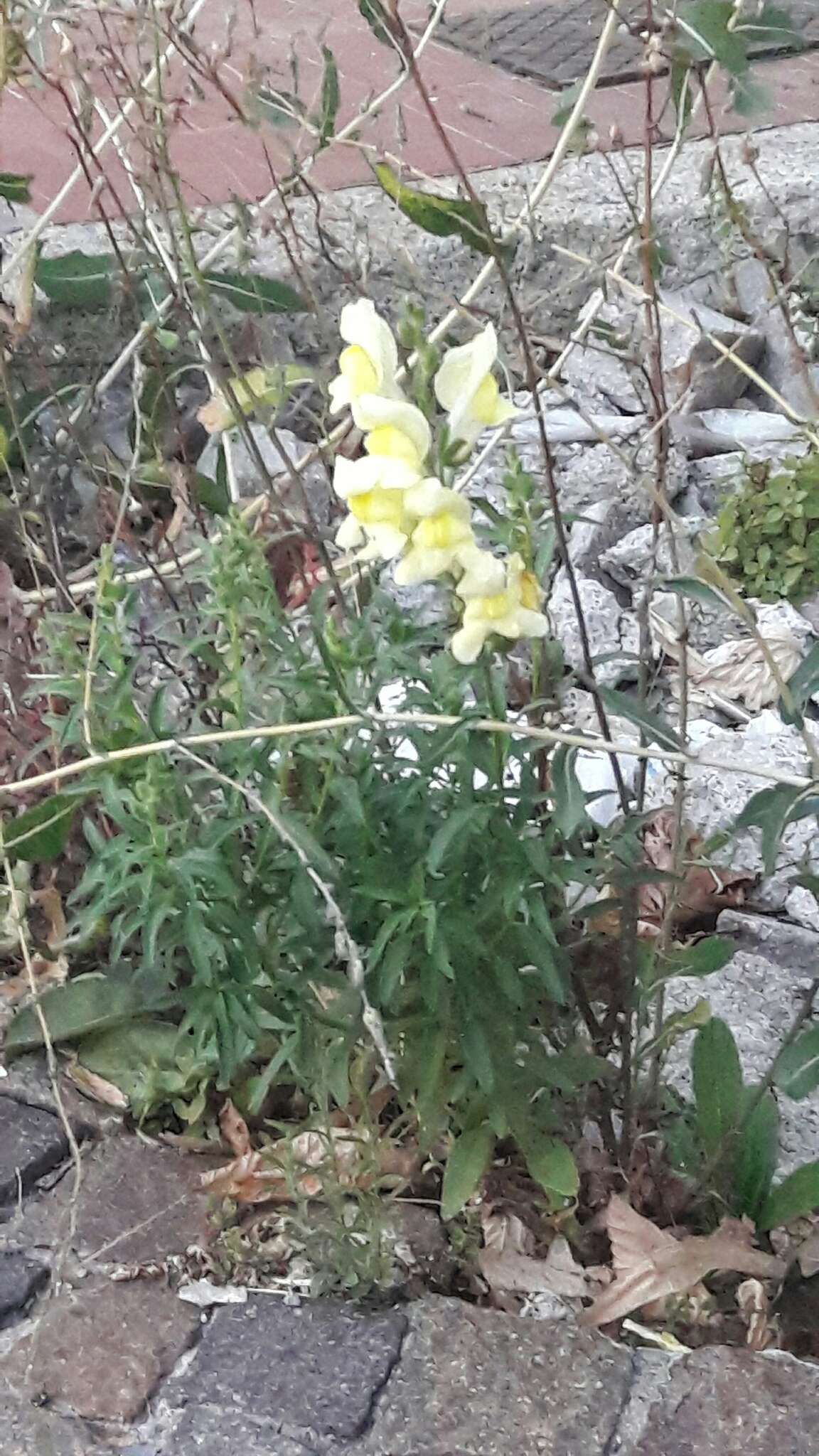 Plancia ëd Antirrhinum majus L.