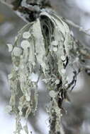 Image of cartilage lichen